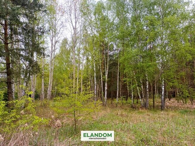Działka Aleksandrów, z własnym lasem, WZ