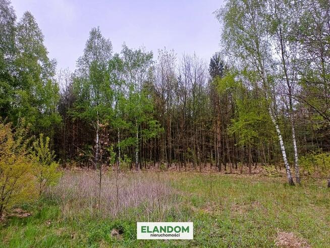 Działka Aleksandrów, z własnym lasem, WZ
