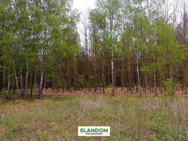 Działka Aleksandrów, z własnym lasem, WZ