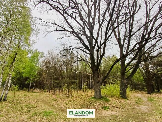 Działka Aleksandrów, z własnym lasem, WZ