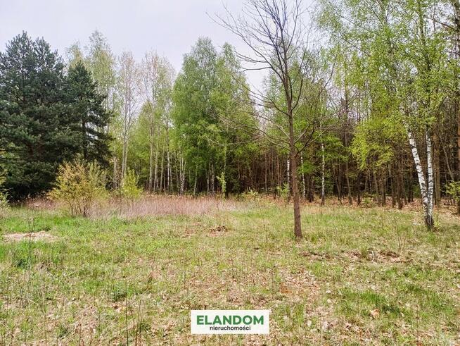 Działka Aleksandrów, z własnym lasem, WZ