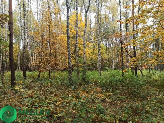 Działka w otulinie lasu z rzeczką w granicy