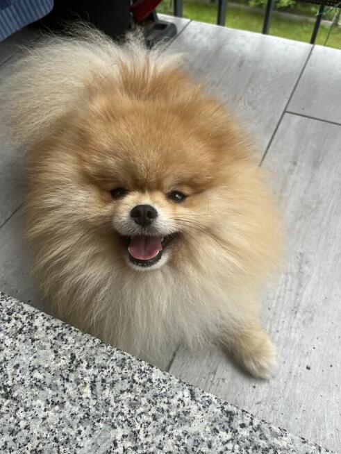 Szpic pomeranian