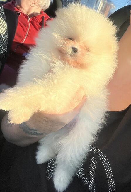 Szpic pomeranian