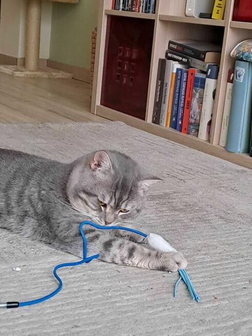 Kot brytyjski - krycie