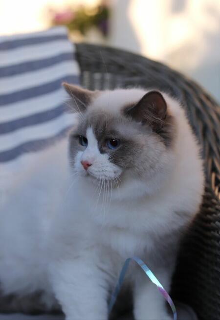 KALIF cudowny Kocurek z FPL