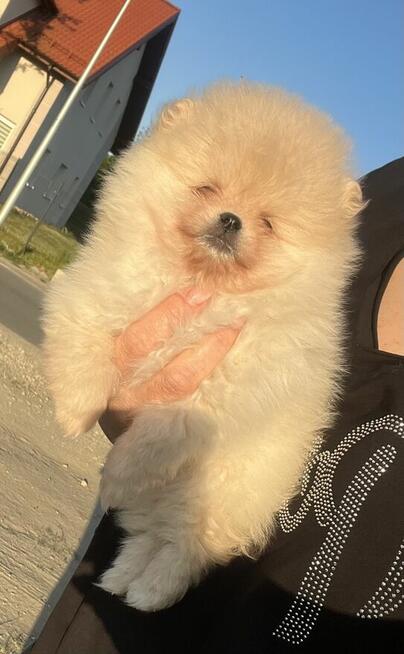 Szpic pomeranian