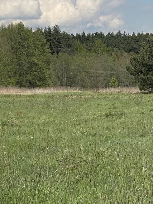 Działka pod lasem