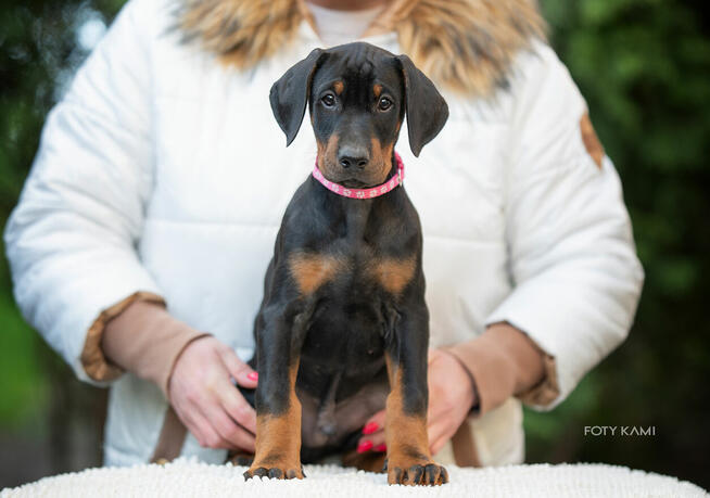 Doberman FCI Rokujący pies wystawowy