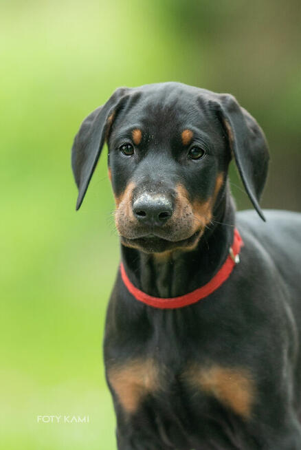 Doberman FCI Rokujący pies wystawowy