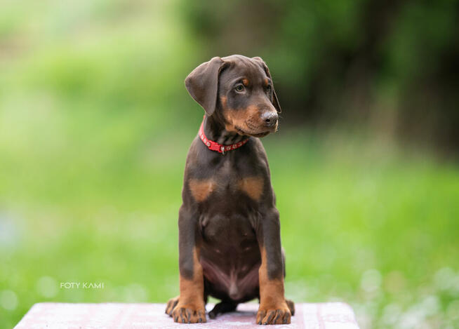 Doberman FCI Rokujący pies wystawowy