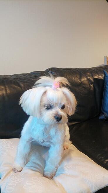 Strzyżenie psów Kościerzyna ul Kartuska 21