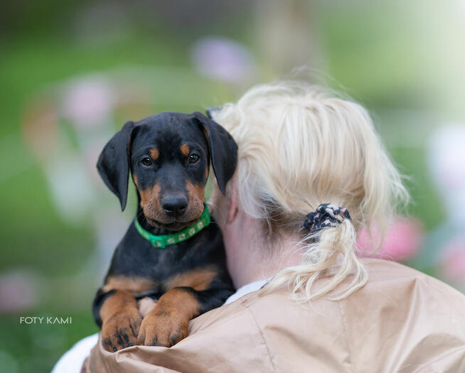 Doberman FCI Rokujący pies wystawowy