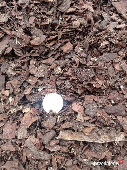 Kora Sosnowa Frakcja od 0-10mm