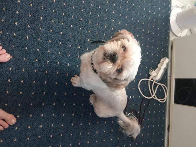 Shiz tzu Max