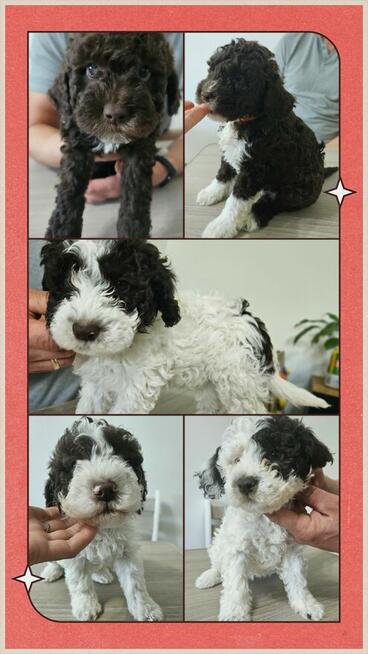 Szczenięta Lagotto Romagnolo