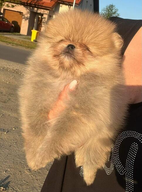 Szpic Pomeranian