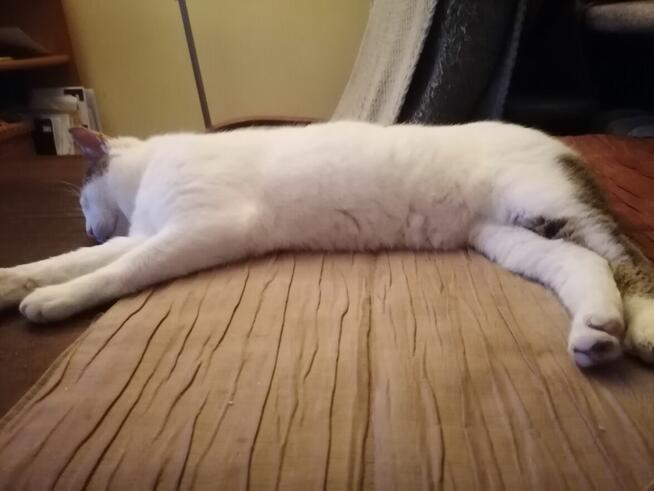 Julek- ten oryginalny ogonek może być Twój!