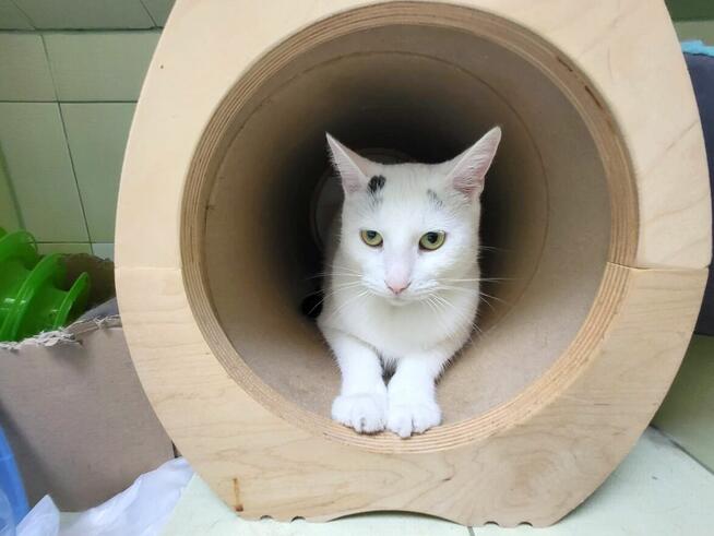 Dwa kota do adopcji ze schroniska fundacja biało czarny kot