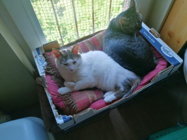 Julek- ten oryginalny ogonek może być Twój!