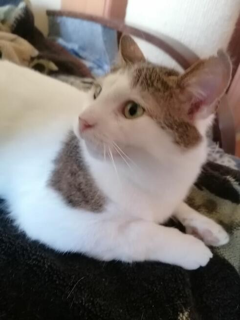 Julek- ten oryginalny ogonek może być Twój!