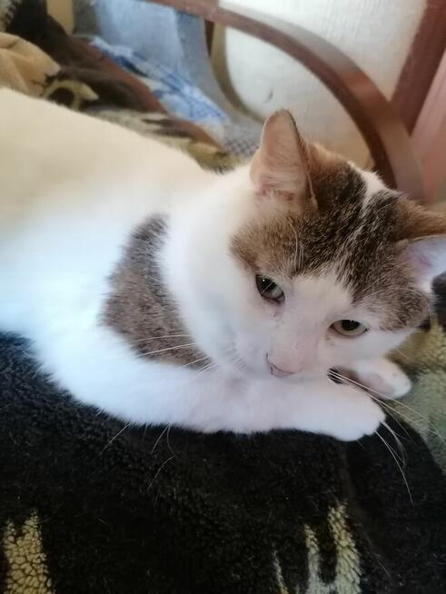 Julek- ten oryginalny ogonek może być Twój!