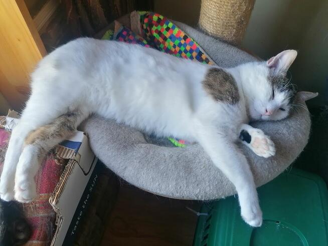 Julek- ten oryginalny ogonek może być Twój!