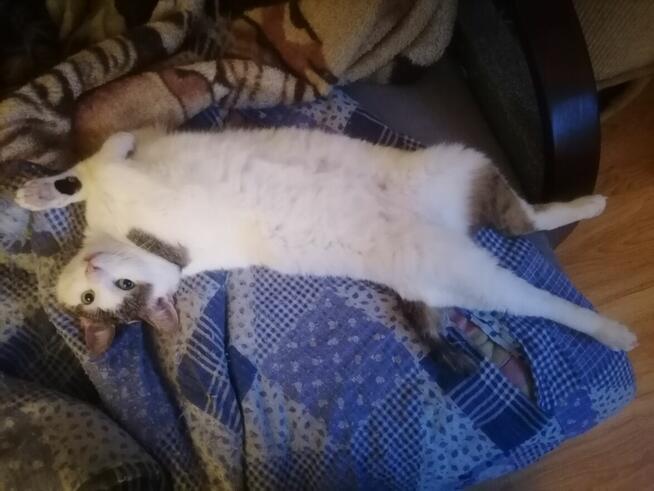 Julek- ten oryginalny ogonek może być Twój!