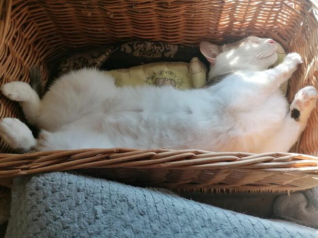 Julek- ten oryginalny ogonek może być Twój!