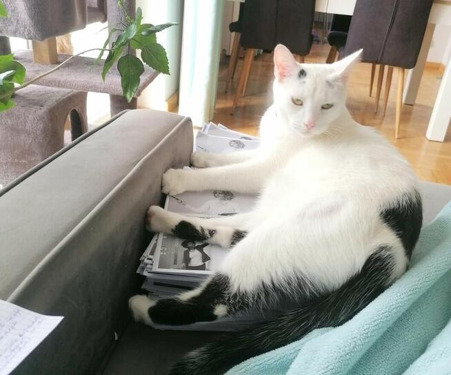 Dwa kota do adopcji ze schroniska fundacja biało czarny kot