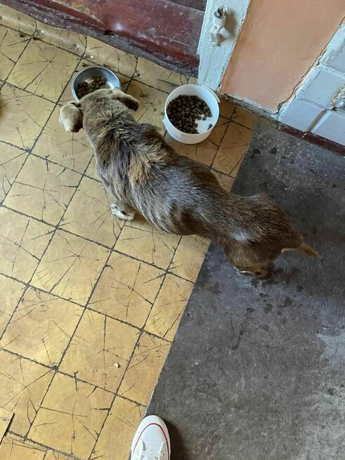 Uratujmy Scoobiego pilnie dla seniorka szukamy DS/DT