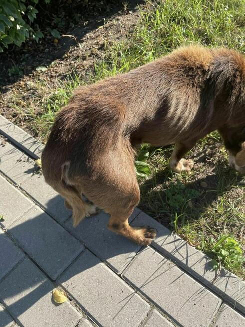 Uratujmy Scoobiego pilnie dla seniorka szukamy DS/DT