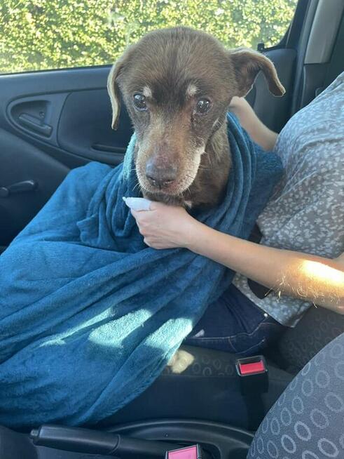 Uratujmy Scoobiego pilnie dla seniorka szukamy DS/DT