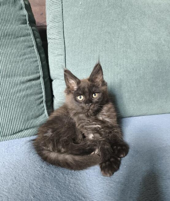 Maine coon - czarny dymny kocur.