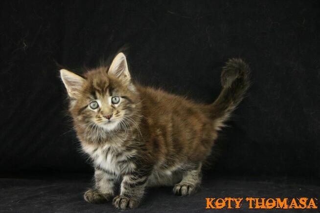 Kocurek Maine Coon, klasycznie pręgowany