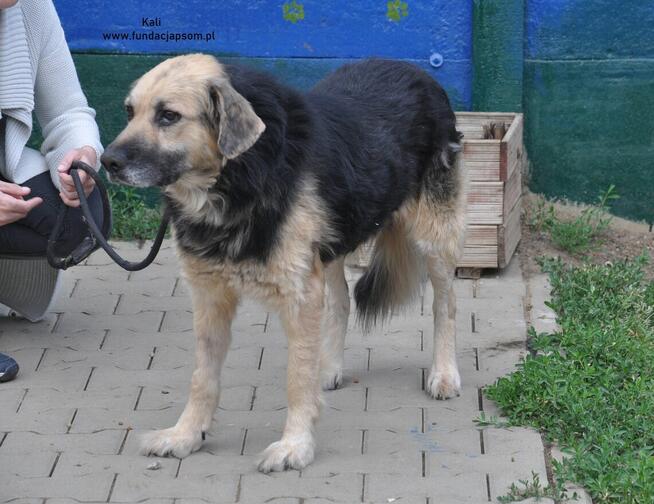 Kali- Psi senior czeka na właściciela!