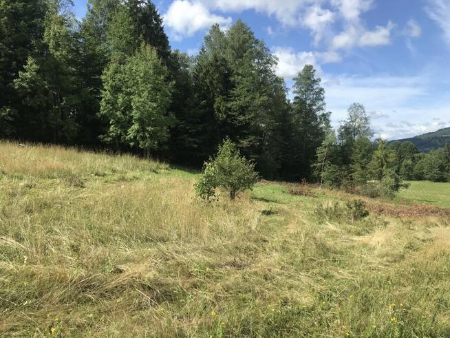 Działka rolna Pewel Wielka gm. Jeleśnia,