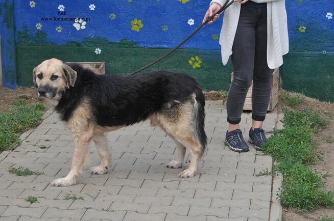 Kali- Psi senior czeka na właściciela!