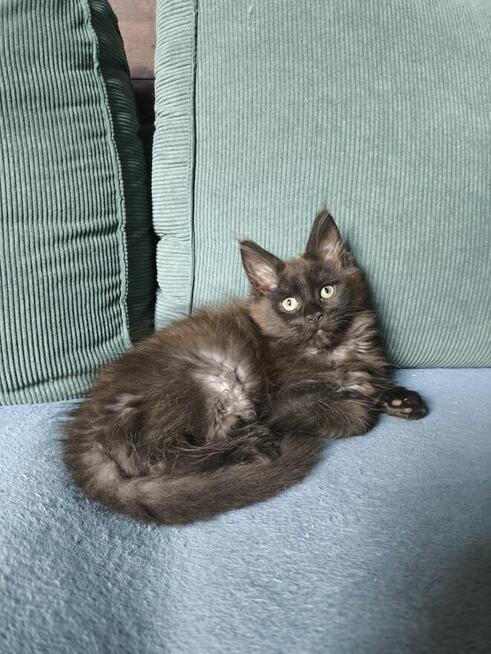 Maine coon - czarny dymny kocur.