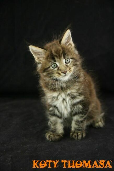 Kocurek Maine Coon, klasycznie pręgowany
