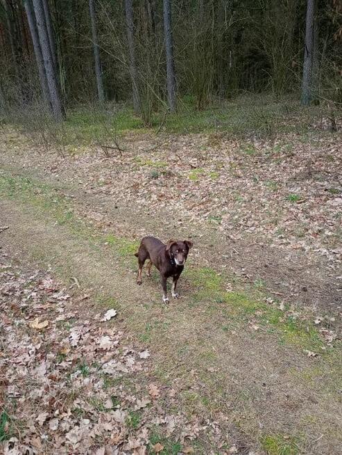 Uratujmy Scoobiego pilnie dla seniorka szukamy DS/DT