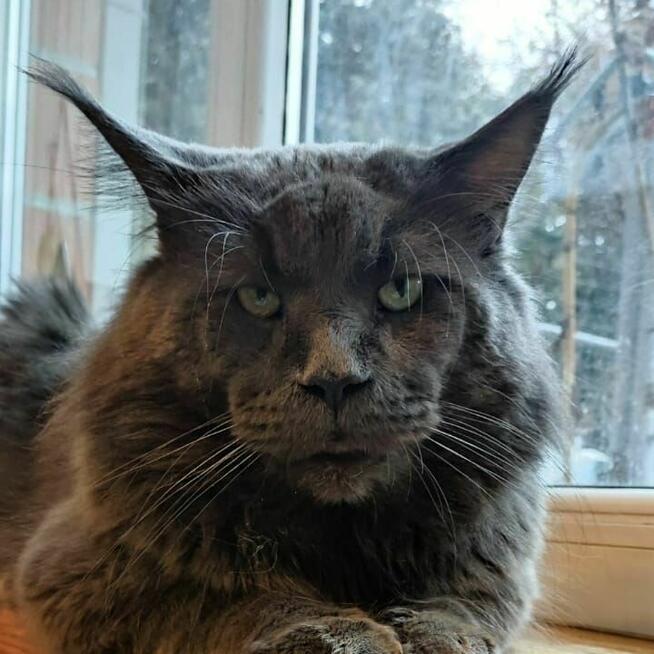 Kocurek Maine Coon, klasycznie pręgowany