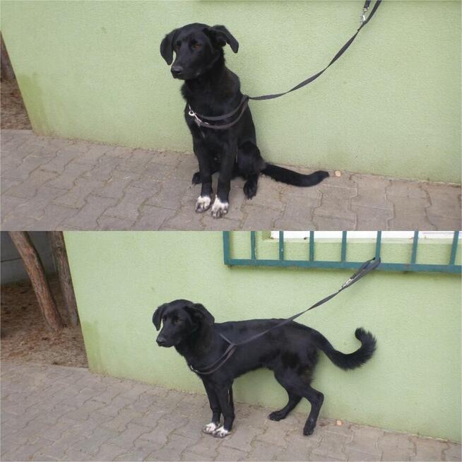 Badi ok 2,5 r. śliczny chłopiec czeka na dom Zwierzolandia