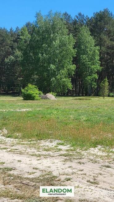 Działka wśród lasów sosnowych