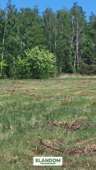 Działka wśród lasów sosnowych
