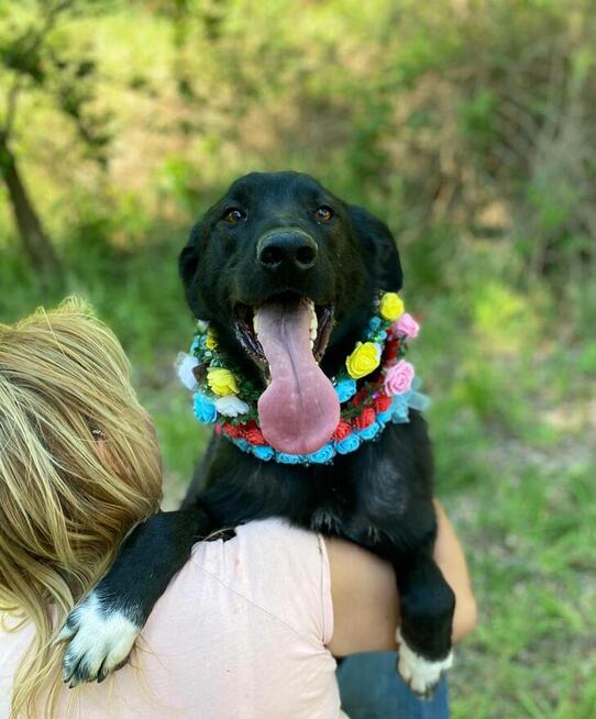 Badi ok 2,5 r. śliczny chłopiec czeka na dom Zwierzolandia