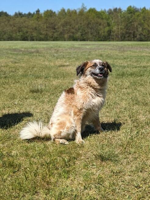 Białasek - cudowny młody psiak do adopcji