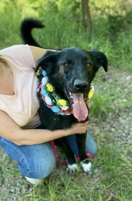Badi ok 2,5 r. śliczny chłopiec czeka na dom Zwierzolandia