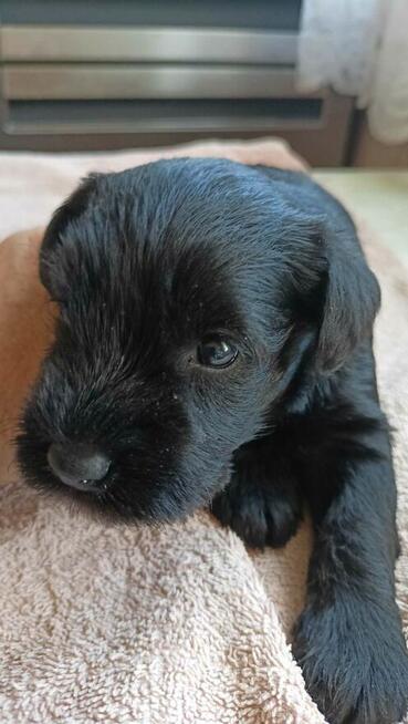 Sznaucer Miniaturowy ZKwP/FCI