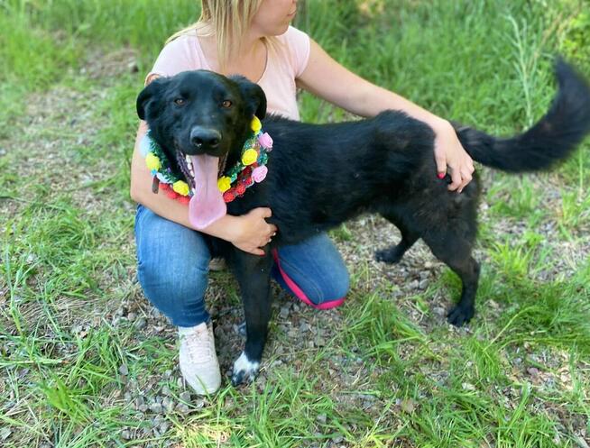 Badi ok 2,5 r. śliczny chłopiec czeka na dom Zwierzolandia